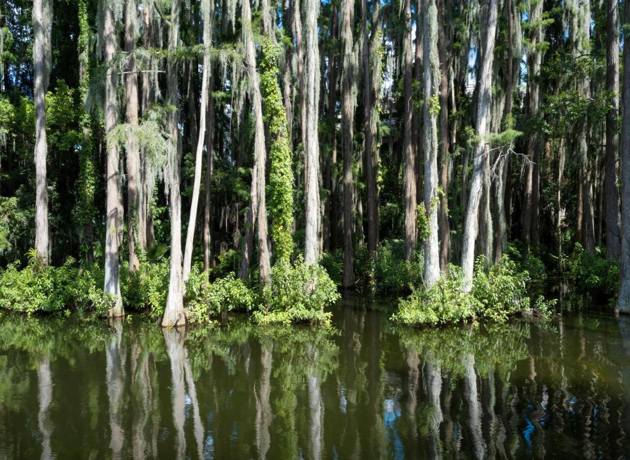 Saddlebrook Golf Resort & Spa Tampa North-Wesley Chapel Εξωτερικό φωτογραφία